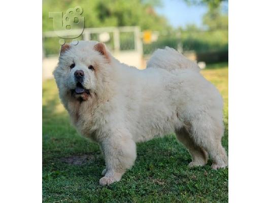 Κουτάβια Chow Chow